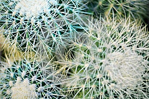 Group of green round beautiful cacti close up macro on blurred background top view, cactus texture with long sharp thorns