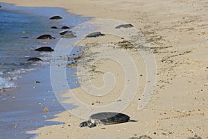 Group of Green Sea Turtle resting after mating