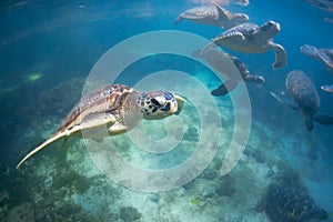 A group of Green sea turtles swimming in Zanzibar