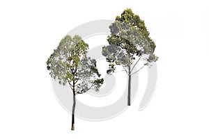 Group of green tree on isolated, an evergreen leaves plant di cut on white background with clipping path.