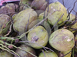 Group of green young tender Coconuts on the floor