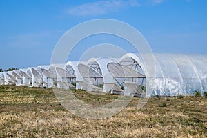A group of greenhouses for growing tomatoes and cucumbers.