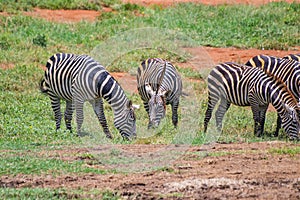 Group of Grevy's zebras graze on the plains of Africa. It is a wildlife photo in Tsavo East National park, Kenya.