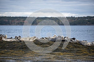 Group of grey seagulls relaxing together on rocky shore in Casco Bay in Maine