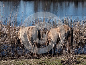 Group of grey semi-wild Polish Konik horses in floodland meadow with green vegetation in spring. Wild horses outdoors