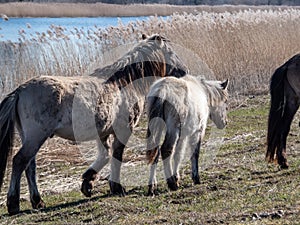 Group of grey semi-wild Polish Konik horses in floodland meadow with green vegetation in spring. Wild horses outdoors