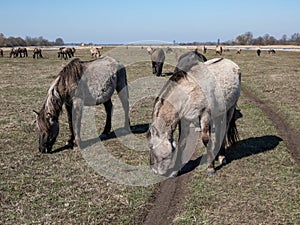 Group of grey semi-wild Polish Konik horses in floodland meadow with green vegetation in spring. Wild horses outdoors