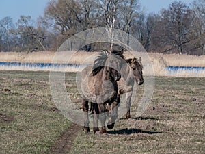 Group of grey semi-wild Polish Konik horses in floodland meadow with green vegetation in spring. Wild horses outdoors