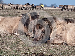 Group of grey semi-wild Polish Konik horses resting on a ground in floodland meadow with green vegetation in spring. Wild horses