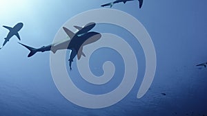 Group of grey sharks swim in different direction near calm water surface, motionless camera view from below underneath