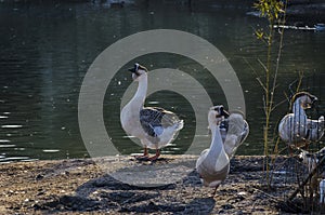 Group Grey - white Goose anser cygnoides, Cygnopsis cygnoides or Swan rest at shore