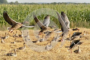 A group Greylag Goose Anser anser on a mown wheat field and in flight.