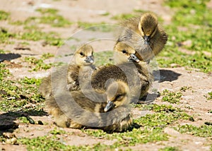 Group of greylag goslings