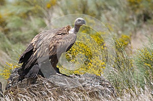 Group of Griffon Vulture Gyps fulvus perched on rocks