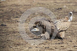 Group of Griffon Vulture Gyps fulvus in SiChuan, China