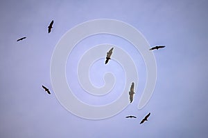 Group of Griffon Vultures or Gyps fulvus in flight.