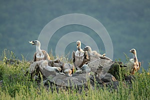 A group of Griffon Vultures Gyps fulvus in the green grass sitting on the rocks in evening sun