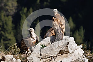 Group of griffon vultures, gyps fulvus, perched on rock in the Barranc del Cint de Alcoi photo