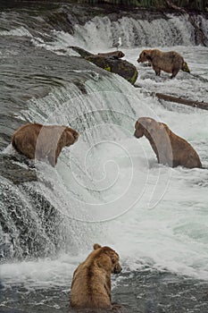 Group of grizzlies at Brook Falls, Alaska