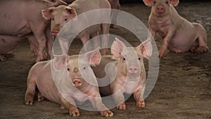 Group of grower pig laying relax in big commercial swine farm photo