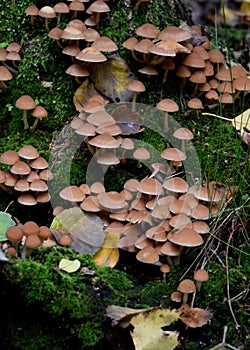 Group of growing mushrooms top autumn time