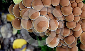 Group of growing mushrooms top autumn time