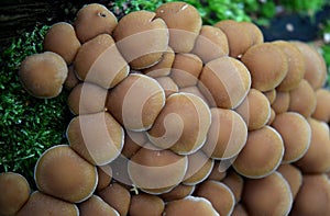 Group of growing mushrooms top autumn time