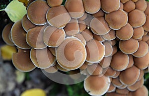 Group of growing mushrooms top autumn time