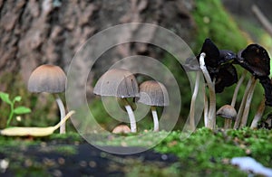 Group of growing mushrooms top autumn time