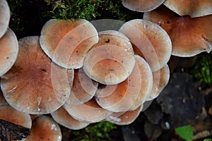 Group of growing mushrooms top autumn time