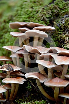 Group of growing mushrooms top autumn time