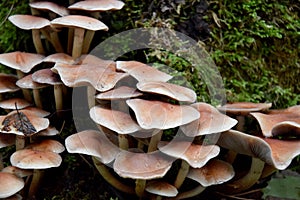 Group of growing mushrooms top autumn time