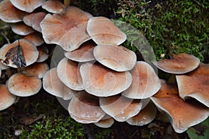 Group of growing mushrooms top autumn time