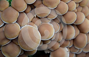 Group of growing mushrooms top autumn time