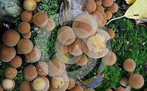 Group of growing mushrooms top autumn time