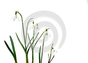 Group of growing snowdrop flowers isolated