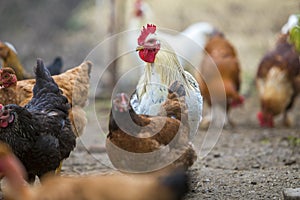 Group of grown healthy red and black hens and big white rooster outdoor walking feeding in poultry yard on bright sunny day.