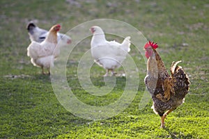 Group of grown healthy white hens and big brown rooster feeding