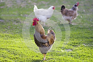 Group of grown healthy white hens and big brown rooster feeding