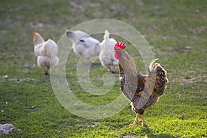 Group of grown healthy white hens and big brown rooster feeding