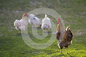 Group of grown healthy white hens and big brown rooster feeding