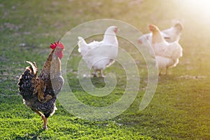 Group of grown healthy white hens and big brown rooster feeding on fresh first green grass outside in spring field on bright sunny