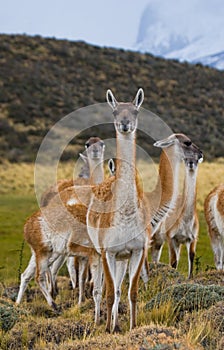 Group guanaco in the national park Torres del Paine. Chile.