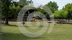 Group of guanacos in captivity