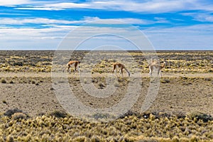 Group of Guanacos at Patagonia Landscape, Argentina