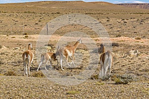 Group of Guanacos at Patagonia Landscape, Argentina