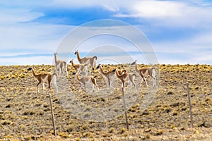 Group of Guanacos at Patagonia Landscape, Argentina