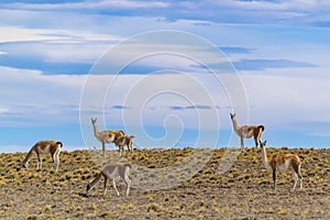 Group of Guanacos at Patagonia Landscape, Argentina