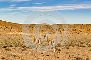 Group of Guanacos at Patagonia Landscape, Argentina