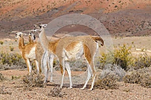 Group of Guanacos at Patagonia Landscape, Argentina